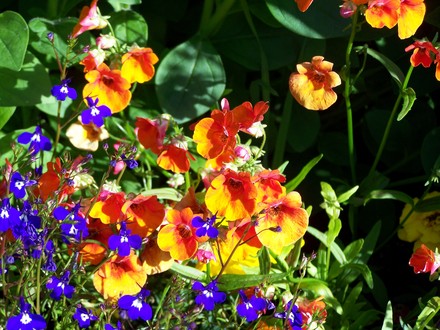 mimulus fire
