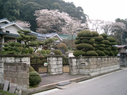 Manicured Trees