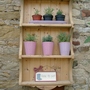 Lavender Hidcote (Lavandula angustifolia (Lavender))