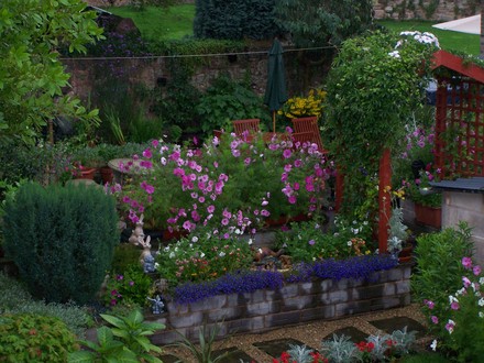 A garden flower photo