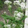 Hello Plant sleuths...can anyone identify this plant for me?