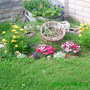 My Corner Barrel Garden (Coreopsis grandiflora (Coreopsis Sunray))