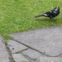 OUR SPECIAL BLACKBIRD