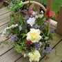 A garden flower photo