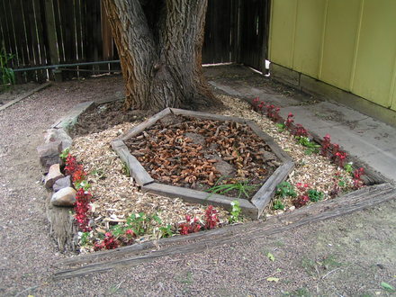 Shade Garden August 2007