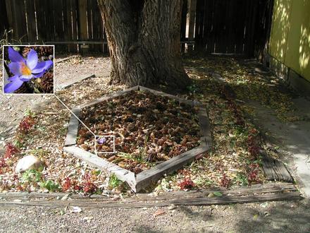 Shade Garden October 2007 (Crocus kotschyanus)