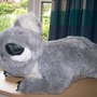 my koala
