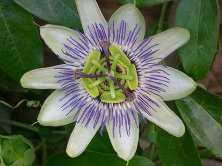 Passion Flower