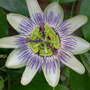 Passion Flower
