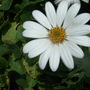 _white_pixie__osteopermum
