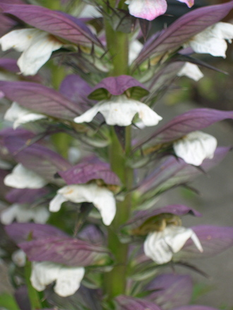 Acanthus Mollis (Acanthaceae)