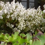 A garden flower photo (hebe)