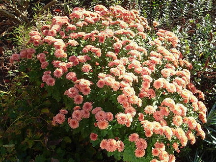 Chrysanthemum (Chrysanthemum)