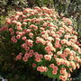 Chrysanthemum (Chrysanthemum)