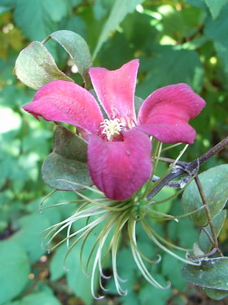 Clematis texensis 'Gravetye Beauty' (Clematis texensis 'Gravetye Beauty')