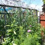 verbena