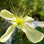 Pretty yellow - Hypericum Polyphyllum (Hypericum Polyphyllum)