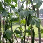 cucumber plant