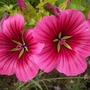 Lavatera