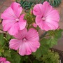 lavatera