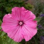 another shade of lavatera