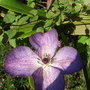 Clematis_viticella__venosa_violacea_