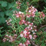 Crassula sarcocaulis (Crassula sarcocaulis)