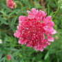 Scabious 'Chile Pepper' (Scabiosa atropurpurea (Pincushion flower))