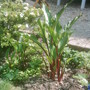 Odd plant whose identity I do not Know