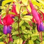 fuchsia