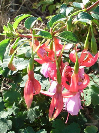 Fuchsia 'Army Nurse' (Fuchsia)