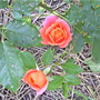 100_0975.jpg
