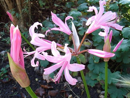 Nerine bowdenii 'Fenwick's Variety' (Nerine bowdenii 'Fenwick's Variety')
