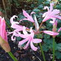Nerine_bowdenii__fenwick_s_variety_