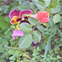 100_0991.jpg