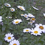 100_0954.jpg