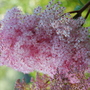 Filipendula rubra
