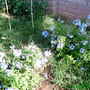 Plumbago