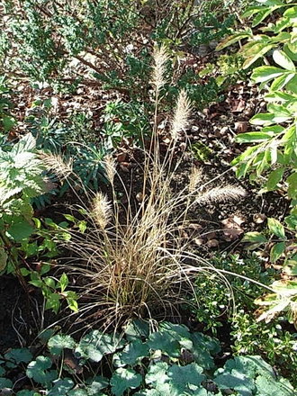 Pennisetum alopecuroides 'Hameln' (Pennisetum alopecuroides 'Hameln')