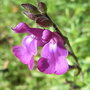 Salvia_lycioides