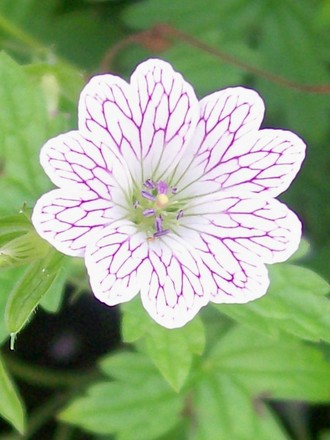 Geranium 'Versicolour' (geranium versicolour)