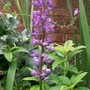 Lupin - got a bit eaten! (Lupinus angustifolius (Blue Lupin))