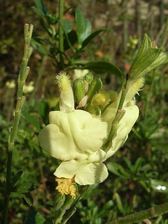 Salvia greggii 'Devon Cream' (Salvia greggii 'Devon Cream')