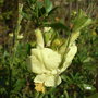 Salvia_greggii__devon_cream_