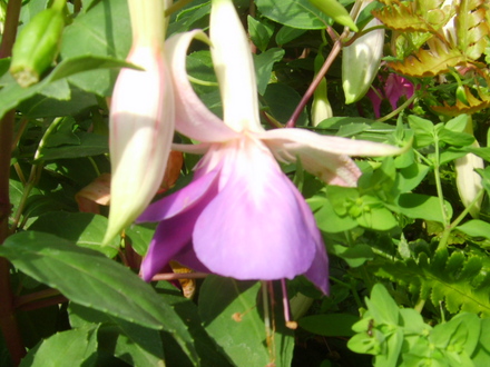 Fuchsia (fuchsia)