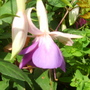 Fuchsia (fuchsia)