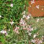 Gaura lindheimeri (Gaura lindheimeri (Gaura))