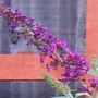 Buddleja davidii (Buddleja davidii Black Knight)