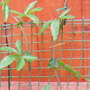Passiflora caerulea