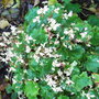 Saxifraga__cheap_confections_